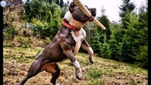 TOP10 Most Muscular Dogs Breeds Of All Time in 2019