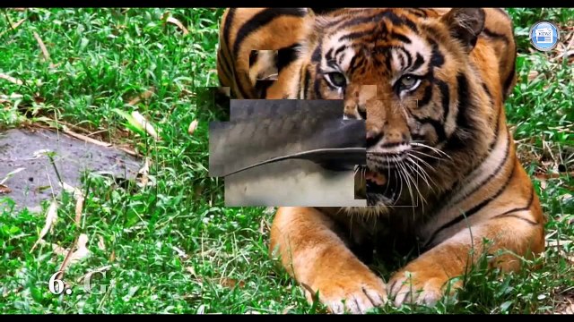 TOP10 Shockingly Large Creatures That Actually Exist 2019