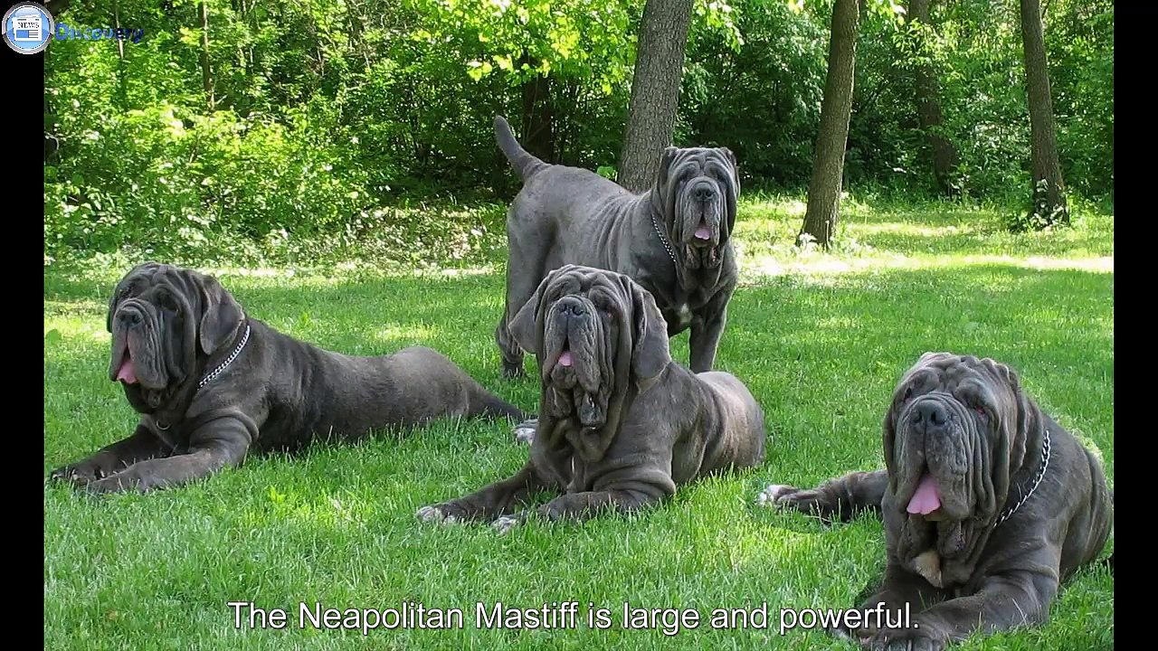 TOP10 The Best Biggest Guard Dogs In The World 2019