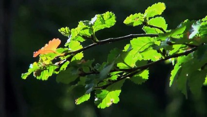 A vendre - Appartement - Palézieux-Village (1607) - 3.5 pièces - 80m²