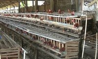 Biaya Produksi Peternak Ayam Telur Membengkak