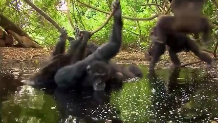 Nat Geo Animals - Ape Genius - Incredible Behaviors Part 1
