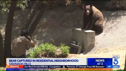 Download Video: Bear Captured After Roaming Through Los Angeles Neighborhood