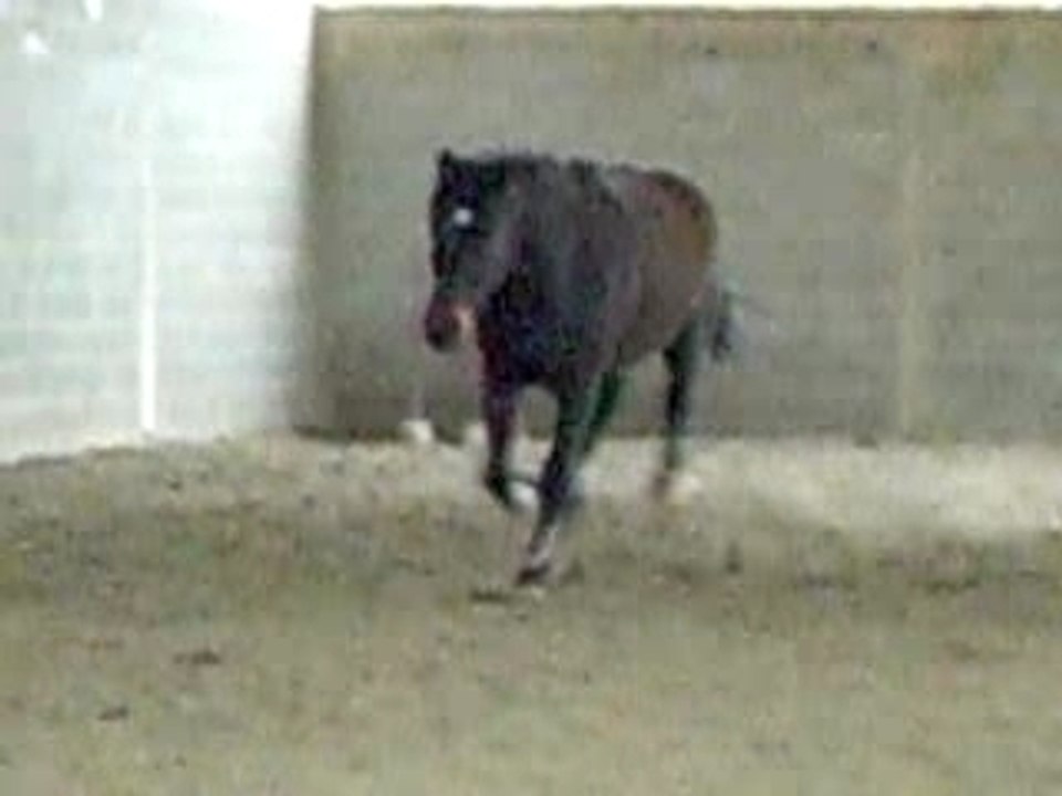 Higlhand qui fait le fou!