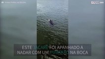 Jacaré é filmado a nadar com um tubarão na boca