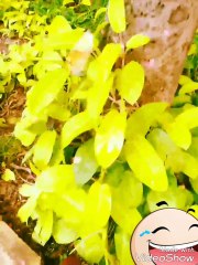 Green colour  leaves show plant