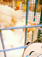 White cute chicks are standing and watching