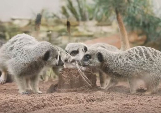 Adorable Taronga Zoo Meerkats Play With Sandcastles
