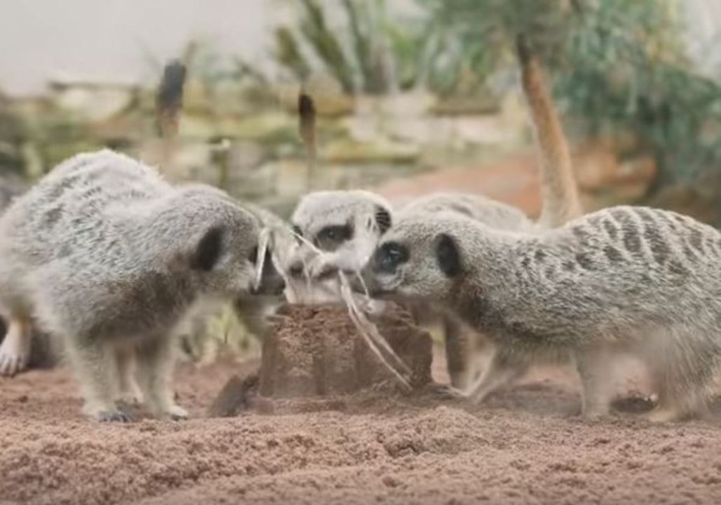 Adorable Taronga Zoo Meerkats Play With Sandcastles