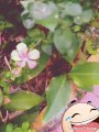 Cute pink flower  smiling in green plant