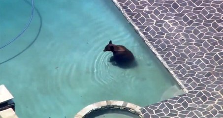 Ayının Havuz Keyfi