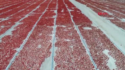 İzmir Torbalı'nın Domatesi Amerikalı'nın Mezesi