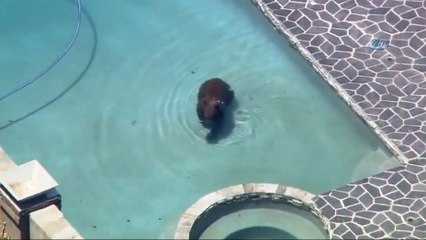 - Ayının Havuz Keyfi