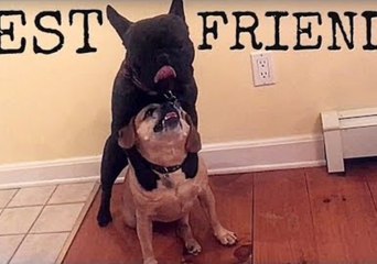 French Bulldog Chooses Dinner Time to Display His Affection