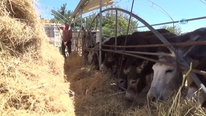 Eşek Sütü Hem Şifa Hem de Kazanç Sağladı