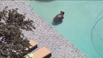 Noticia | Localizan a un oso bañandose en una piscina de una vivienda particular en EE.UU.