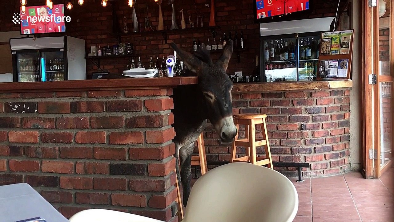 Donkey casually strolls around in local South A...