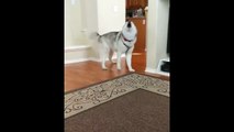 Husky throws temper tantrum for no reason at all