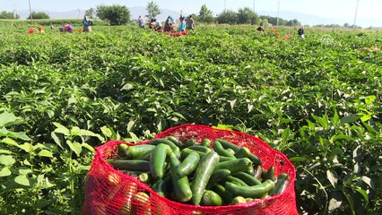 Pizzaların 'Meksika biberi' Türkiye'den - İZMİR