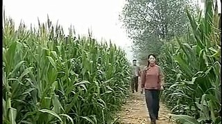 Chinese couple in corn field