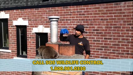 Raccoon Removal Markham