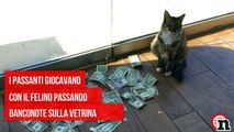 GATTO RUBA SOLDI ai PASSANTI PER I SENZATETTO - Notizie.it