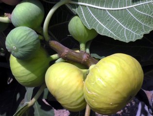 İncirin Başkentinde Hasat Erken Başladı