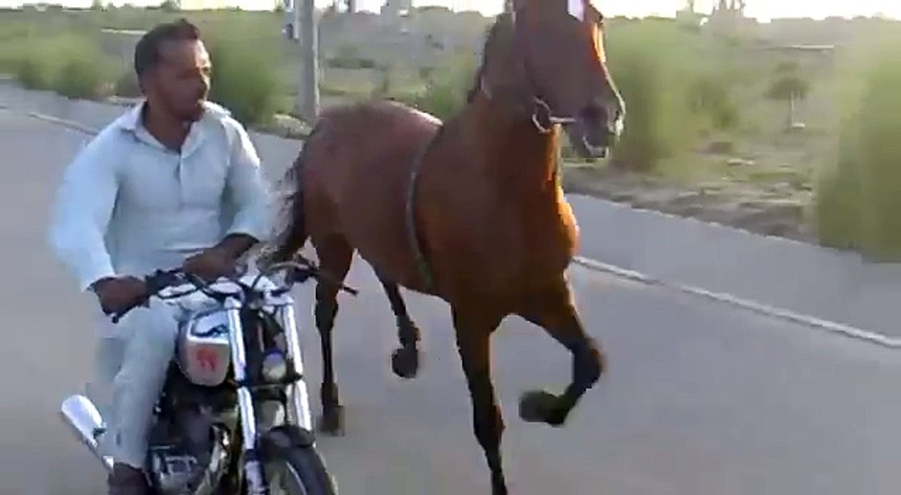 Horse_Running_On_Road_With_Bike_Man____At_High_Speed