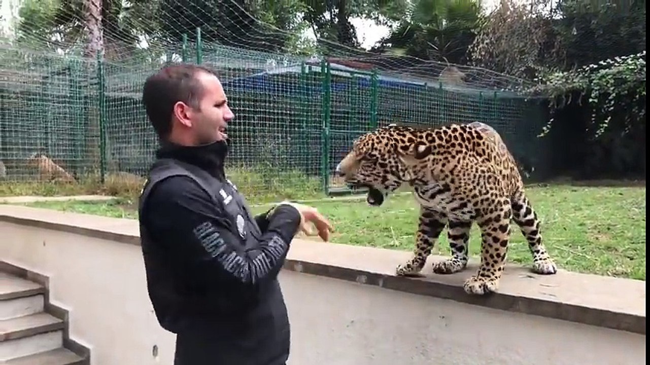 JAGUAR_AND_TIGER_PLAYING_WITH_OWNER!