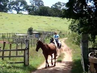 Mangalarga Marcha Picada