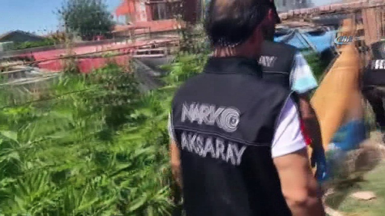 Narkotik polisinden seralara Hint keneviri operasyonu