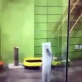 The Very Excited Dancing And Jumping Cat