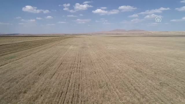 Hububatta Rekolte Yüz Güldürüyor