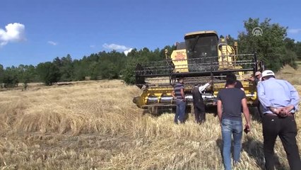 Buğdayın Atası "Siyez"İn Hasadı Başladı