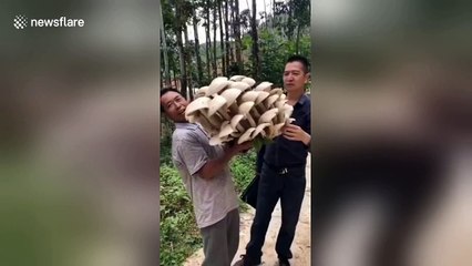 Chinese villager finds giant mushroom weighing the same as 20 bags of sugar