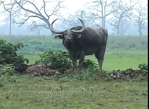 Wild Buffalo at Kaziranga National Park in Assam