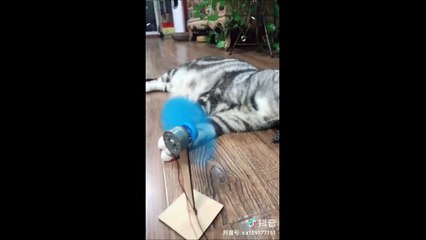 Un chat et son esclave