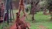 Regardez la détente de ce tigre qui saute pour attraper un bout de viande