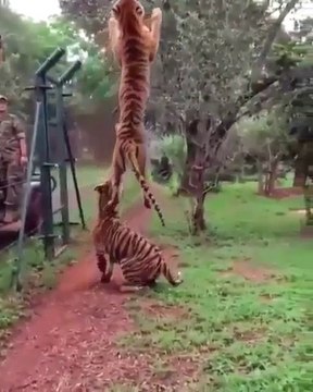 Regardez la détente de ce tigre qui saute pour attraper un bout de viande