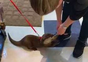 Otter Prevents New Friend Leaving by Clinging to Her Shoelaces