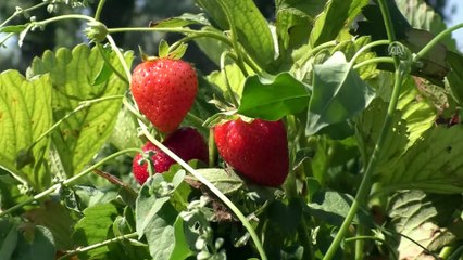 Köyünden göçü engellemek için çilek üretimine başladı - YOZGAT