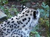 Look into the mysterious eyes of the elusive Snow Leopard