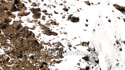 After 400 foot fall  Snow Leopard walks cautiously and haltingly apparently disoriented