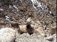 Griffon Vulture tries to steal from Snow Leopard kill in Ladakh