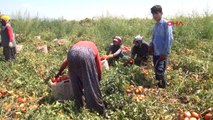 Manisa Domatesi Virüs Vurdu, Fiyatlar Yükseldi