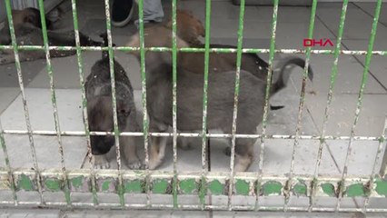 Eskişehir 8 Yavru Köpeğin Kulaklarını Kesip Barınağa Bıraktılar