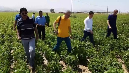 Yeni barbunya çeşidi tescil aşamasına geldi - NİĞDE