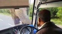 Un éléphant arrête un bus et s'introduit à l’intérieur pour voler des bananes !
