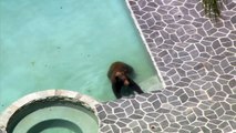 Un ours surpris en pleine baignade dans une piscine familiale