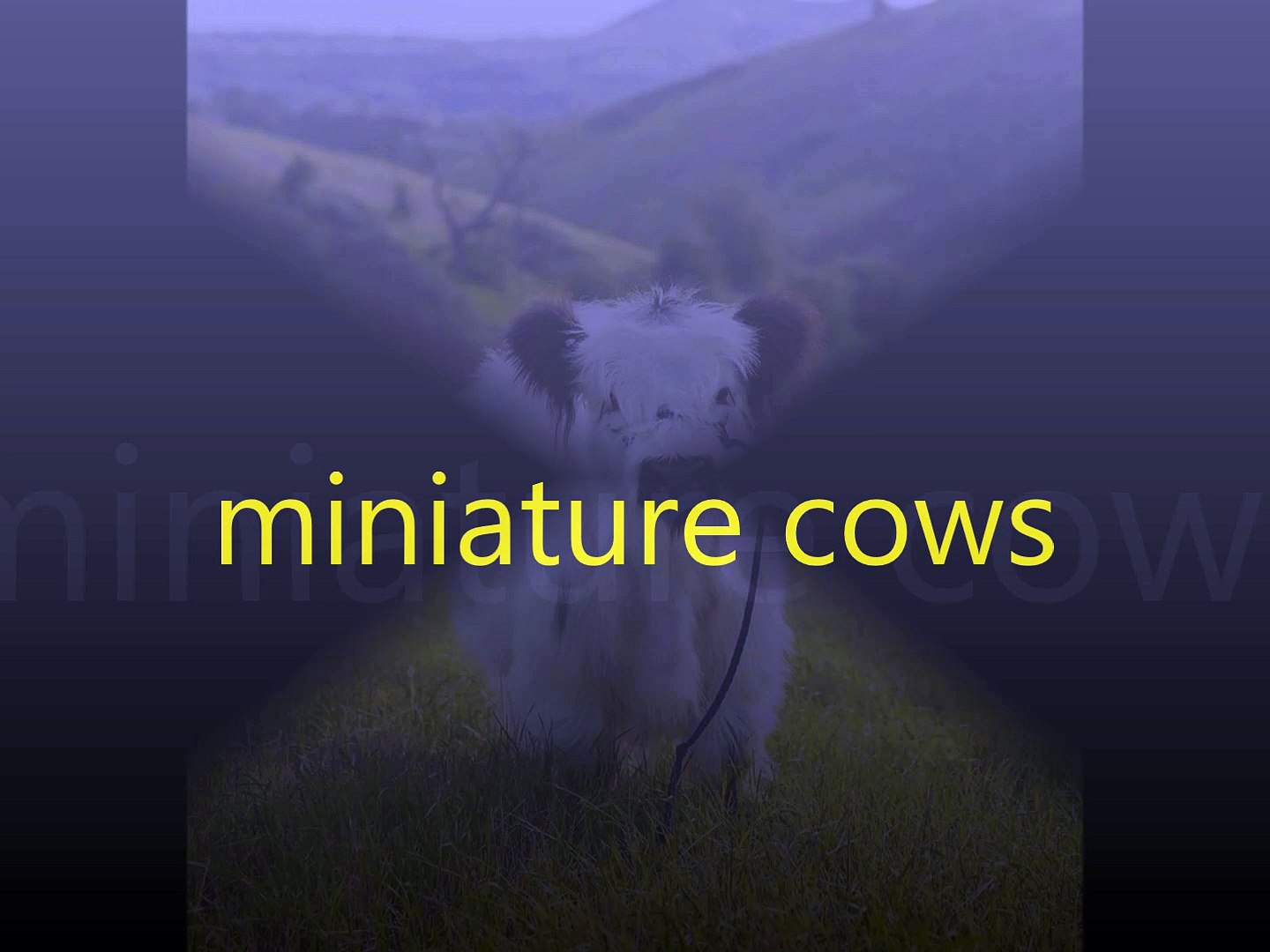 ⁣miniature cows